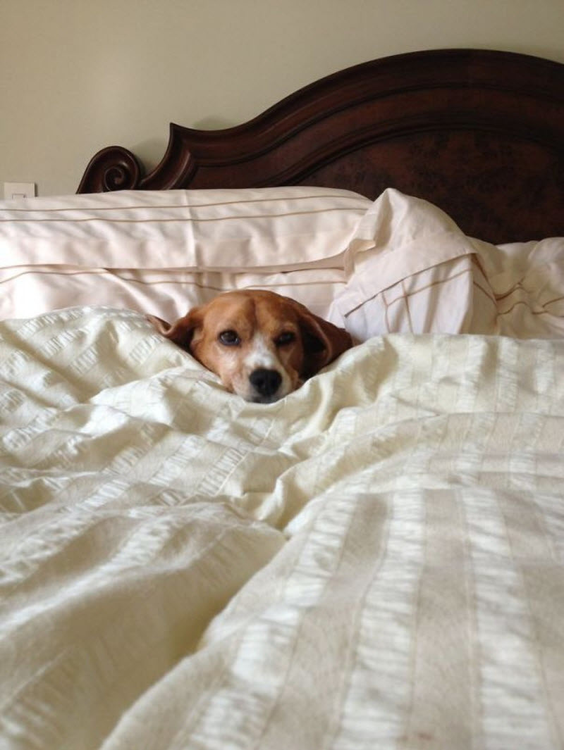 Собаки, которые спят в вашей постели, — потому что могут