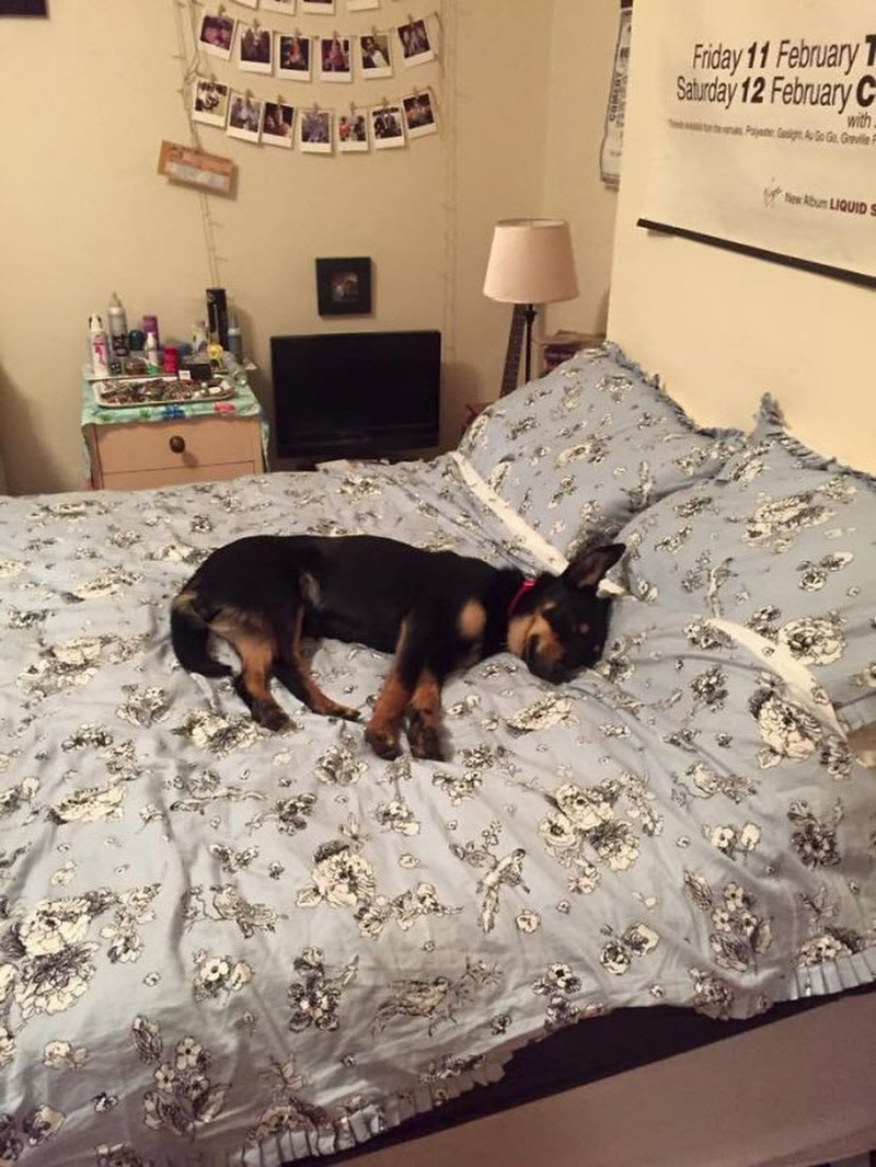 Собаки, которые спят в вашей постели, — потому что могут