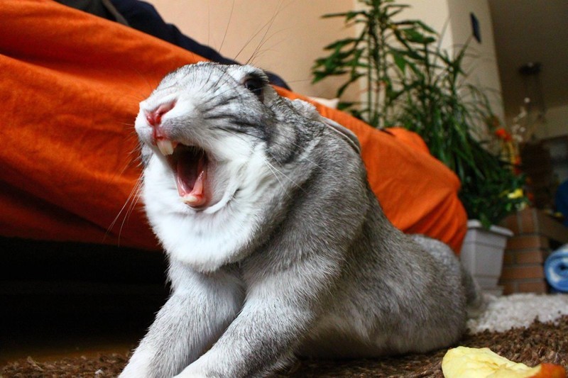 Кролики выглядят непредсказуемо ужасно, когда зевают