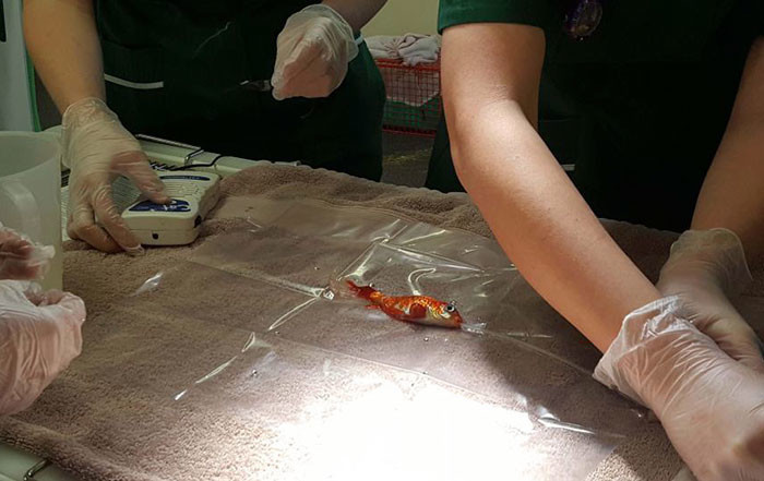 Семья потратила $250 на удаление опухоли золотой рыбке