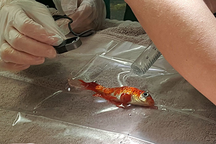 Семья потратила $250 на удаление опухоли золотой рыбке