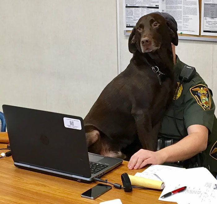 Полицейский пес даже на официальной фотосессии не мог не выразить любовь к хозяину