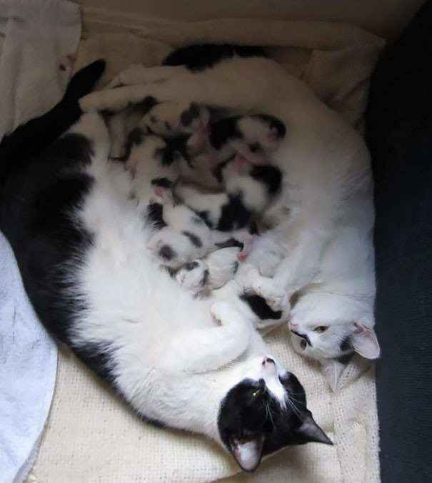 8. Мамы-кошки и 8 котят, которых они родили одновременно