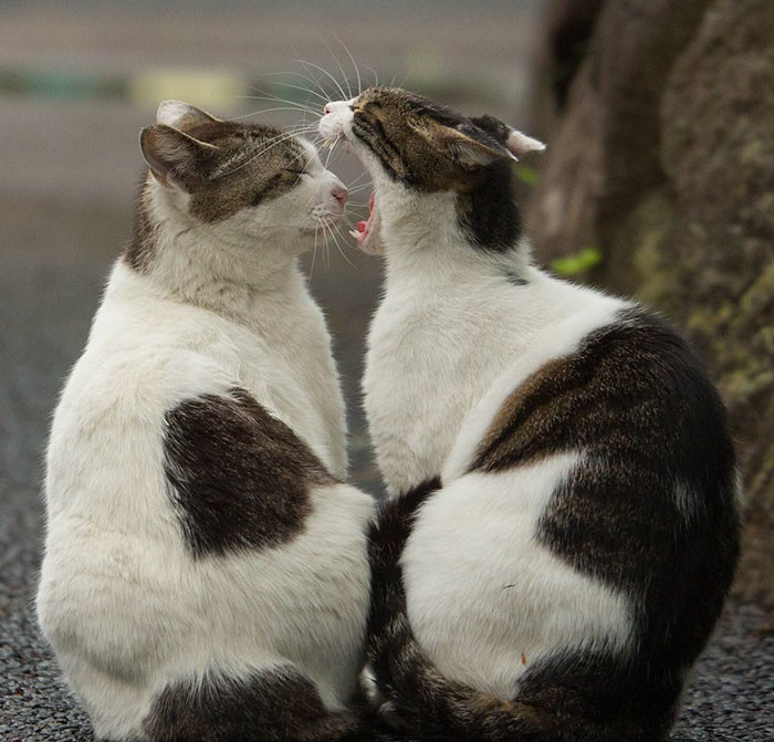 Бездомные кошки Токио: из Японии с любовью