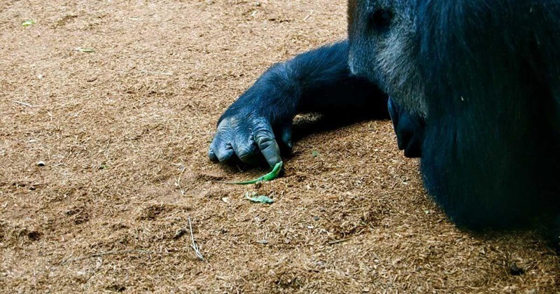 Доказательство того, что гориллы - нежные гиганты