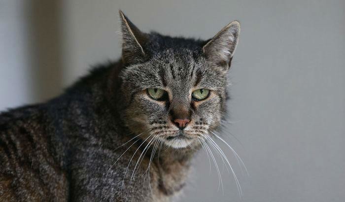 Мускат — возможно самый старый кот в мире. Ему 31 год!