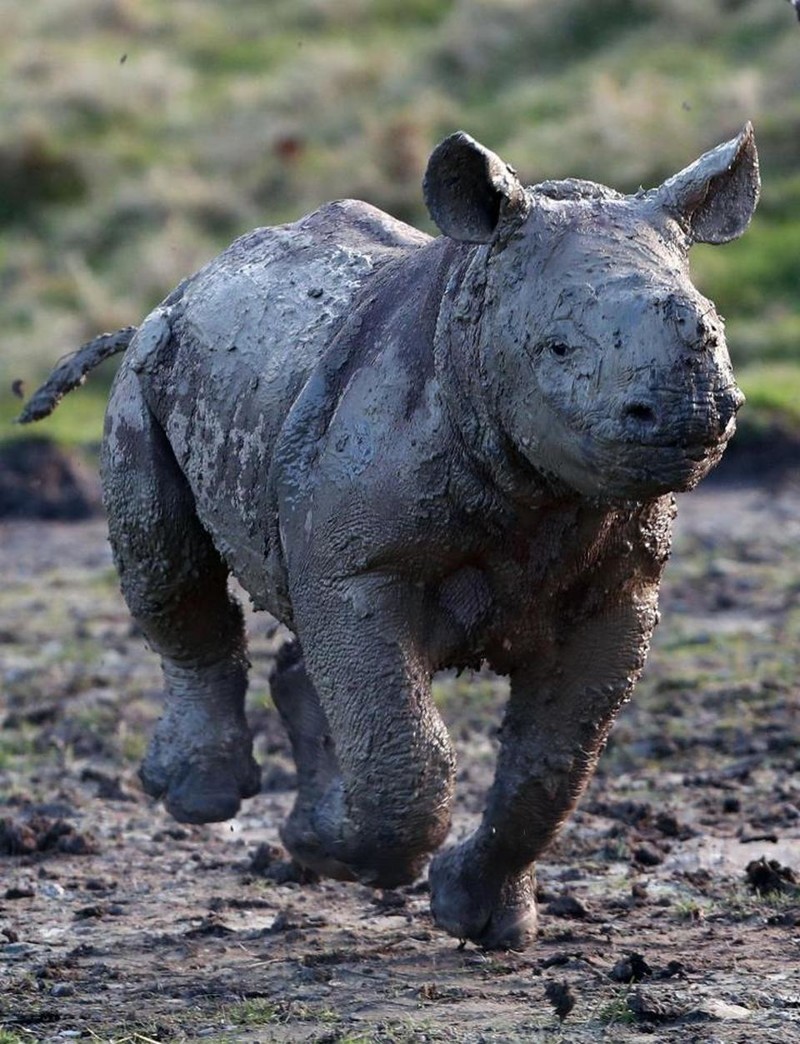 Прелестный детеныш носорога резвится в грязи