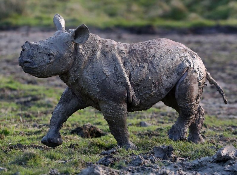 Прелестный детеныш носорога резвится в грязи