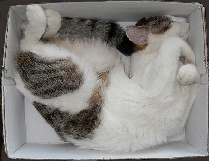  Кошки, спящие в странных местах