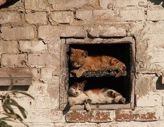  Кошки, спящие в странных местах
