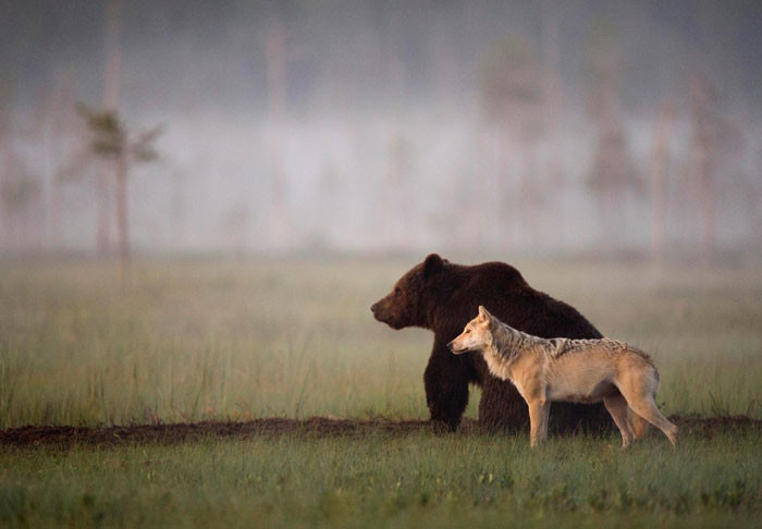 Суровая дружба бурого медведя и волчицы, в которую сложно поверить