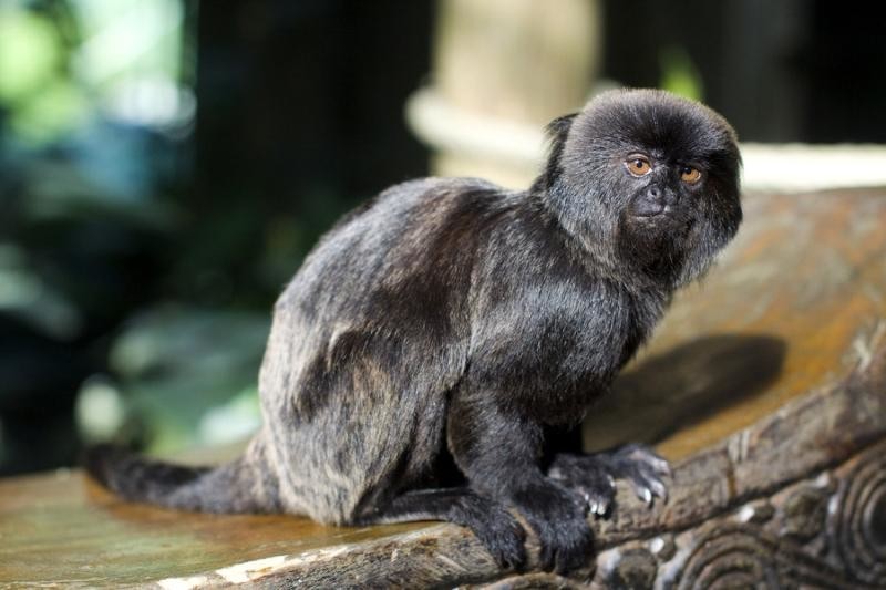 Мармозетка Гёльди – самая крохотная обезьянка