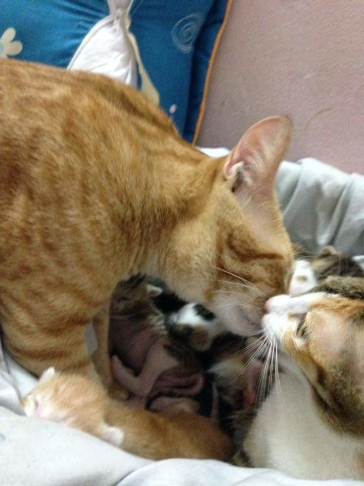 Кот-отец поддержал свою кошку во время родов