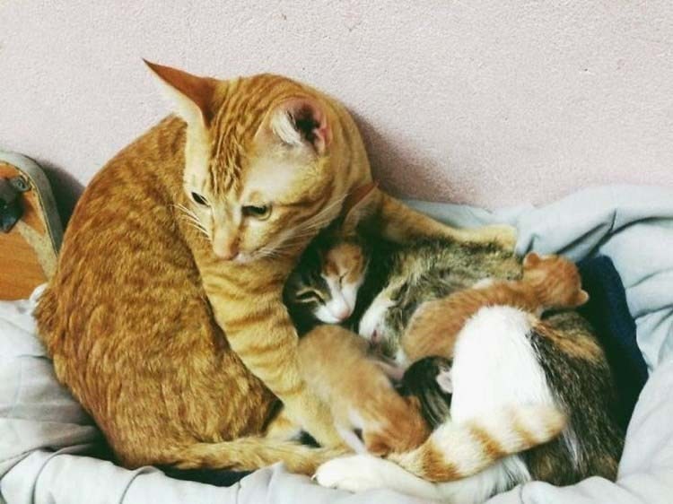 Кот-отец поддержал свою кошку во время родов