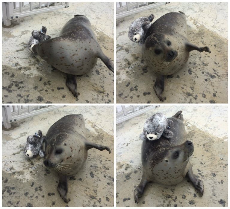 Тюленям из Японии подарили игрушечного тюленя. И они невероятно счастливы