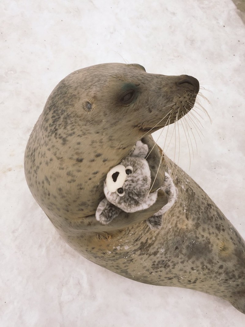 Тюленям из Японии подарили игрушечного тюленя. И они невероятно счастливы