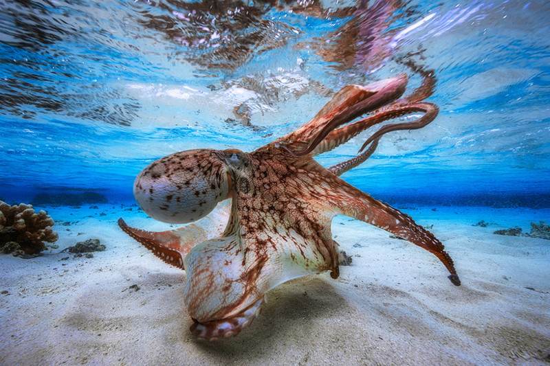 Самые впечатляющие работы конкурса подводной фотографии Underwater Photographer of the Year 2017