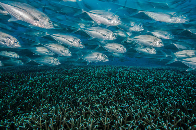 Кишащие рыбой коралловые поля на фотографии Эдвара Хэрреньо (Edwar Herreño)