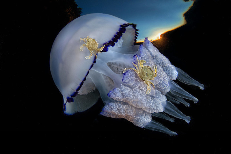 Пара крабов, прицепившихся к медузе Rhizostoma pulmo. Автор: Паскаль Вассалло (Pasquale Vassallo