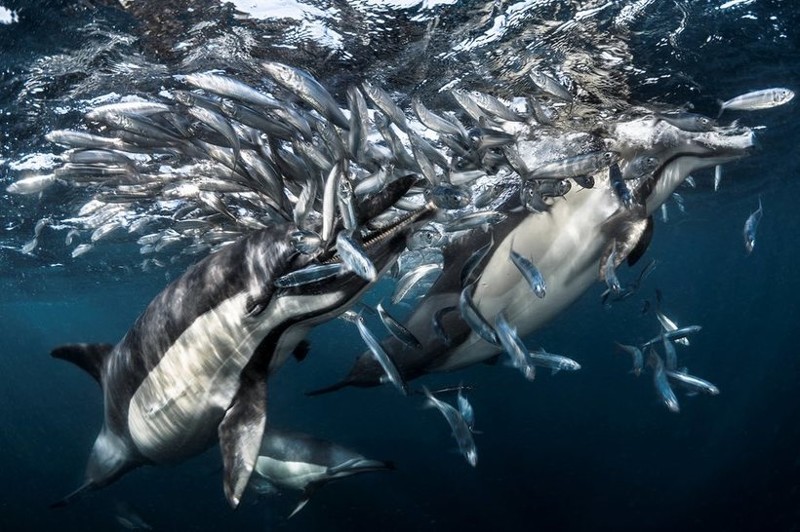 Грег Лекур (Greg Lecoeur) запечатлел, как дельфины охотятся на сардин в Индийском океане
