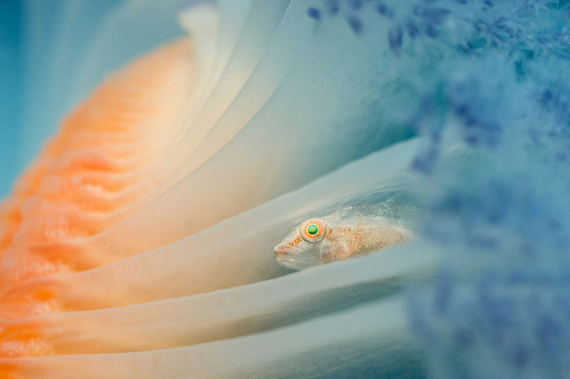 Нежнейшее фото Дженни Стромволл (Jenny Stromvoll) «Морские перья»