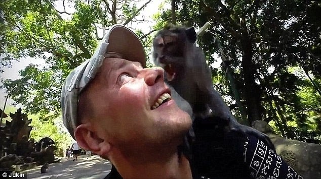 13. Кажется, этот безбашенный турист даже рад тому, что на его плечо залезла бешеная обезьяна