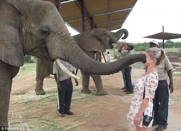 15. Слон удовлетворяет свое любопытство с помощью хобота и лица этой несчастной туристки