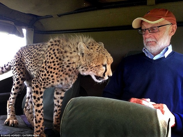 5. В этом случае турист был полностью осведомлен о гепарде на сафари в заповеднике Масаи Мара в Кении, но не очень ему рад