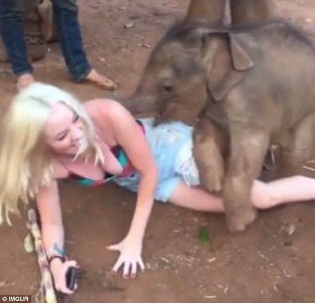 7. Слоненок проявил всю свою игривость по отношению к полюбившейся ему туристке - так, что даже повалил ее на землю