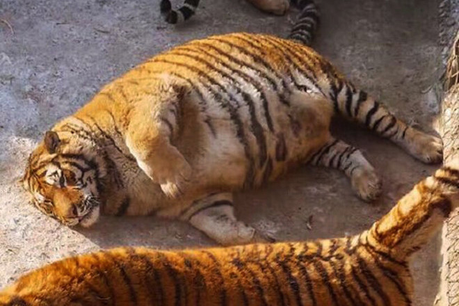Ожиревшие тигры — смешно ли это