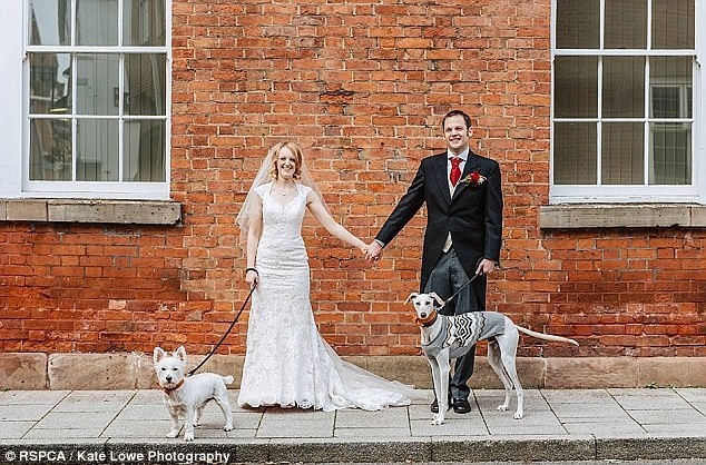 Самый истощенный в мире пес отъелся и стал свидетелем на свадьбе!