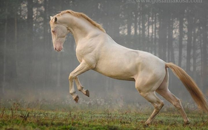 Еще одна ахалтекинская лошадь