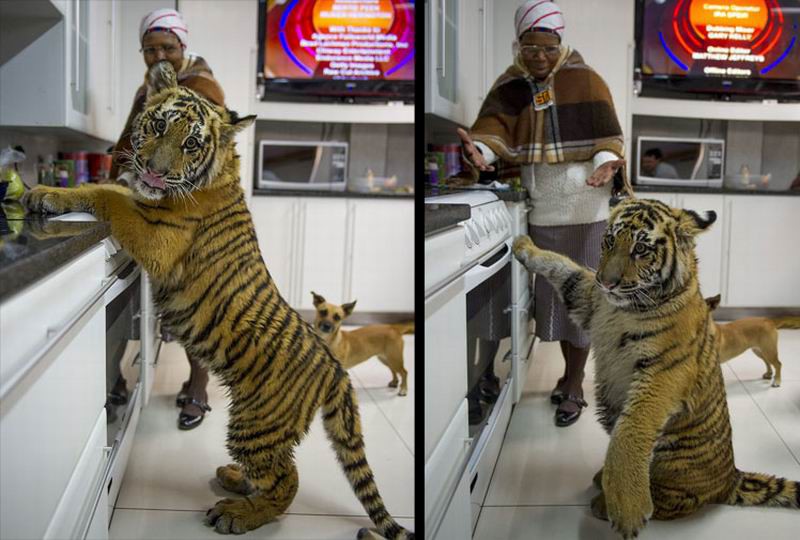 Когда тигры становятся домашними питомцами