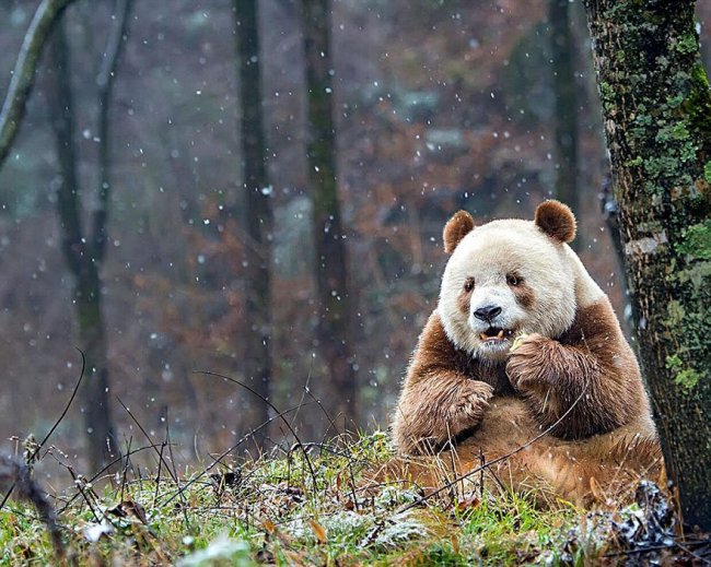 Кизай - уникальная и единственная коричневая панда в мире