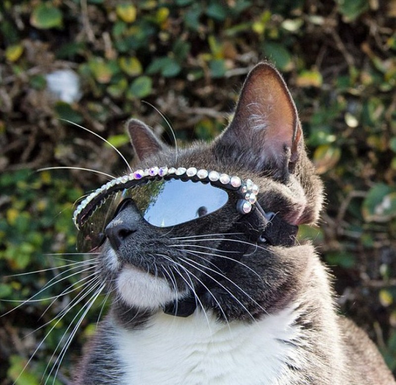 Кот с редким заболеванием вынужден носить очки