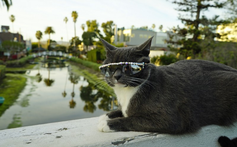 Кот с редким заболеванием вынужден носить очки