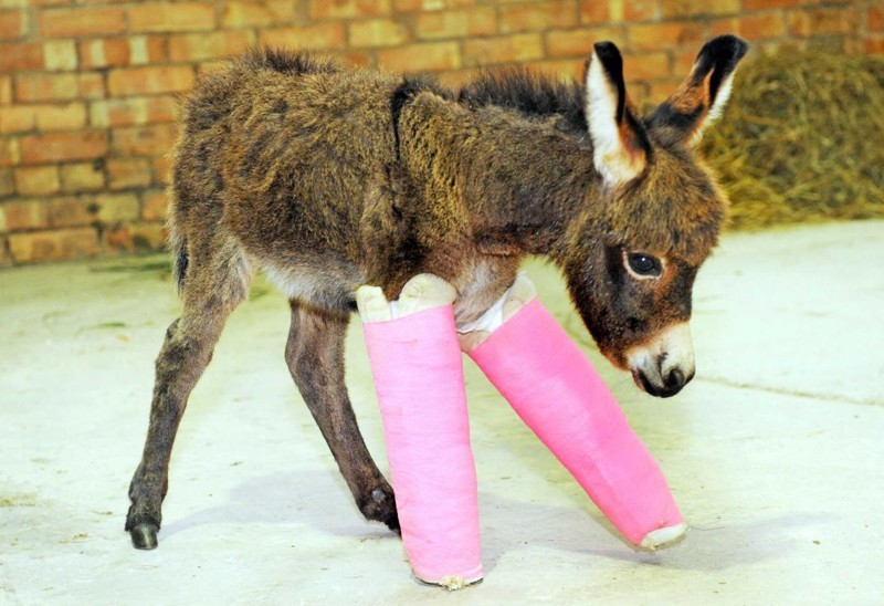 Маленький ослик родился недоношенным и ему пришлось наложить шины на ножки, чтобы их выровнять и укрепить