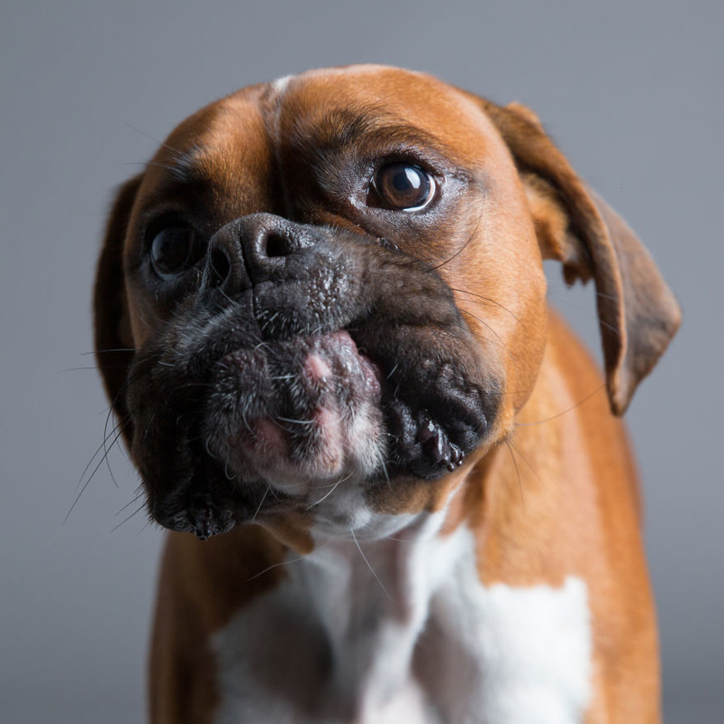 Фотограф делает очумелые снимки самых эмоциональных собак 