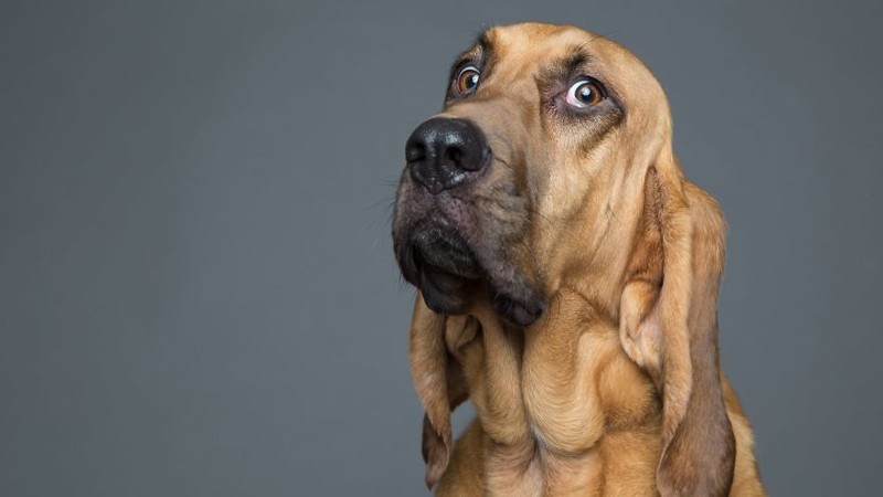 Фотограф делает очумелые снимки самых эмоциональных собак 