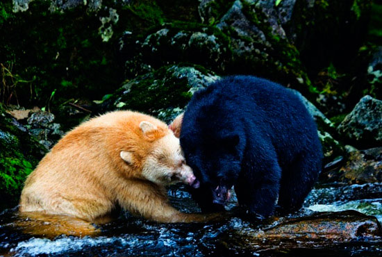 Медведи-призраки, кермодские медведи  
