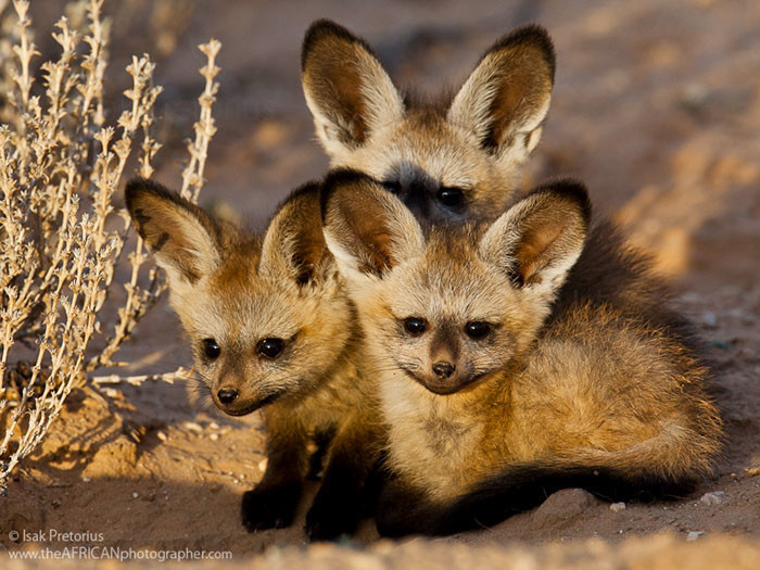 Детеныши африканской большеухой лисицы.
