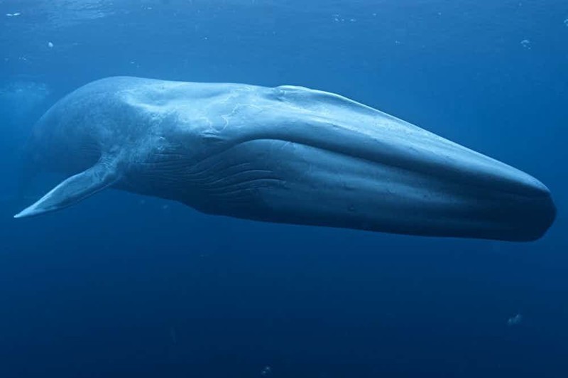 1. Синий кит