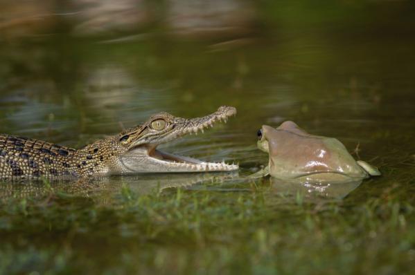 Наглая лягушка прокатилась на спине крокодила