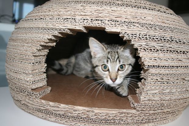 Девушка построила для кошки потрясающий домик-иглу из картона и вот как она это сделала