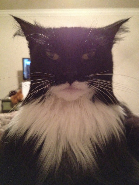 77. Бэтмен — кошачья версия.