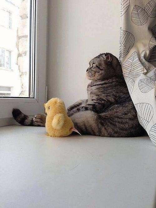 5. Кот-мыслитель и его утка-мыслитель.