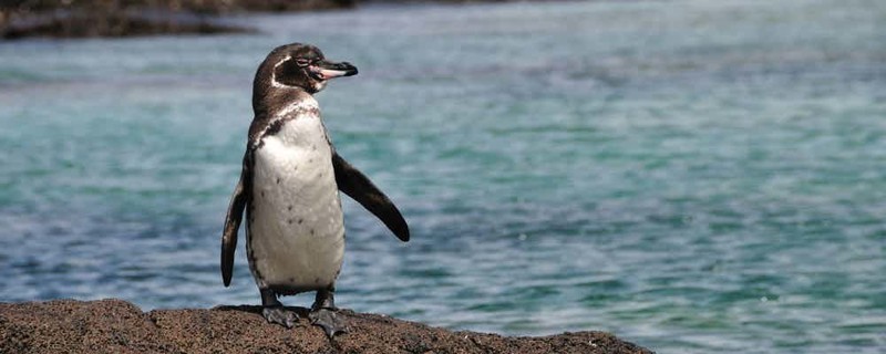 3. Галапагосский пингвин