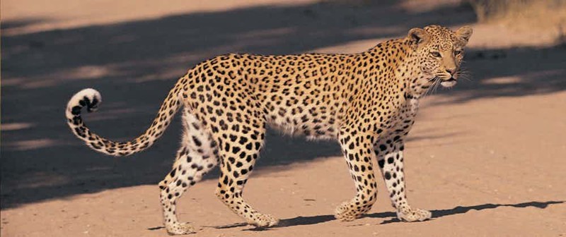 12. Амурский леопард 