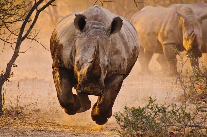 2. Носорог 