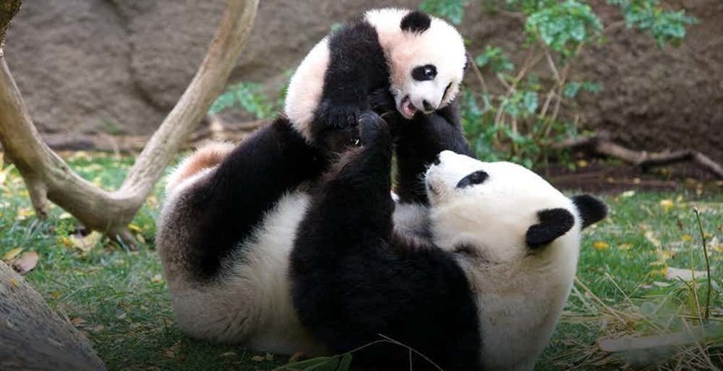 5. Большая панда